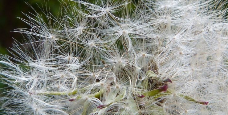 Erfahren Sie, wie Hypnose bei Allergien und Heuschnupfen helfen kann